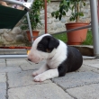 FIGO - 4-t��d�ov�