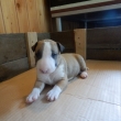 GAVIN - 22-d�ov�