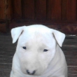 CASPER z Likavy - na fotke 4 a pol-t��d�ov�