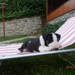 FIGO - 7-t��d�ov�