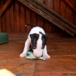 FIGO - 5-t��d�ov�