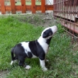 DUSTIN - na fotke 5-t��d�ov�