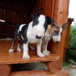 8 a pol-t��d�ov�