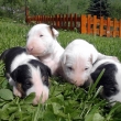 3-t��d�ov�
