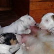 5 a pol t��d�ov�