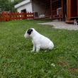 DEXTER - na fotke 5-t��d�ov�