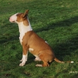 CANDY z Likavy - na fotke 8-mesa�n�