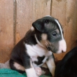 ARTHUR - na fotke 5-t��d�ov�