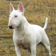 BANDI z Likavy - na fotke 7-mesa�n�