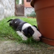 FIGO - 7-t��d�ov�