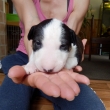 FIGO - 3-t��d�ov�