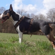 DONNA - onedlho 2-ro�n�