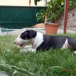FIGO - 7-t��d�ov�